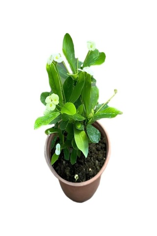 Videolu Areka Salon Palmiyesi 80-100cm 1 Adet Saksılı Beyaz Euphorbia Hediyeli İç Mekan Bitkisi