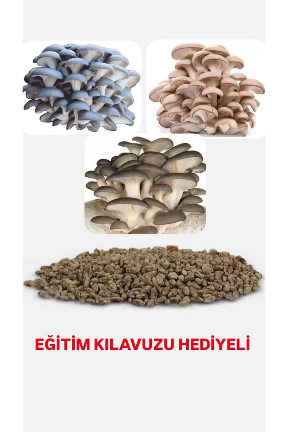 1000 Adet İstiridye Kavak Kayın Yaprak Mantarı Tohumu + Ekim Poşeti 1 adet