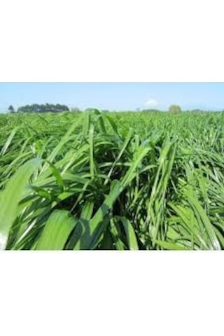 RyeGRass Tohum Süt Otu Tohumu 3 KG