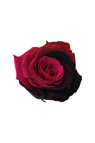 Rose Amor Parçalı Renk Pembe Bordo Solmayan Şoklanmış Gül Xl