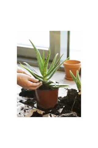 20 Adet Tohum Organik Aleovera Çiçeği Tohumu Balkon Aloevera Çiçe
