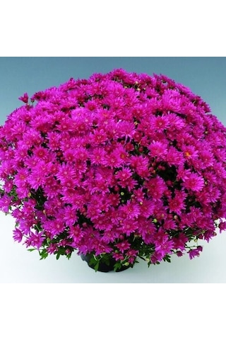Özel Tür Branroyal Pink Pembe Kasımpatı Çiçeği Fidesi 1 Fide