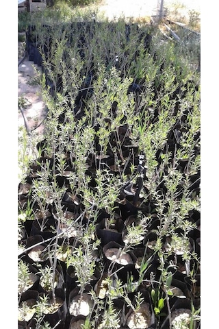3 Adet Goji Berry Fidanı Siyah Gojiberry Nadir Bulunan Cins Tüplü Aşılı ..12 Aydikim .