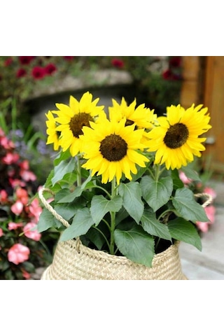 Süs Ayçiçeği Tohumu