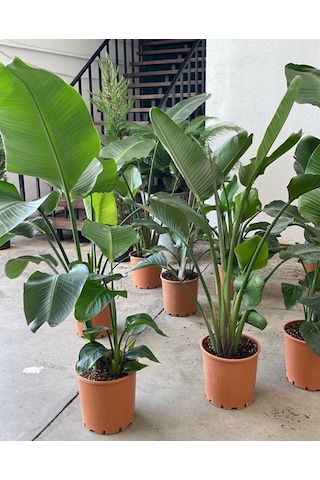 Starliçe 3 Köklü - Cennet Kuşu - Strelitzia Nicolai 100-120cm
