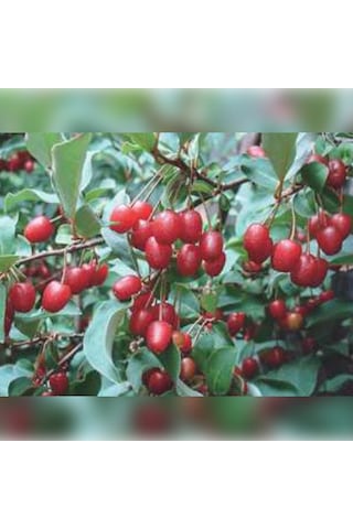 Japon Kirazı Big Goumi 50 -75cm Özel Ürün