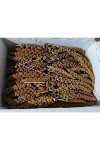Hanımelipetstore Doğal Kızıl Dal Darı Kuş Yemi 1Kg (Min:10Cm-Max:20Cm Uzunluk)