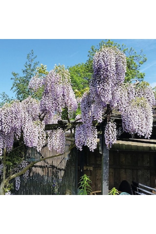 Mor Salkım Fidanı 40-60 Cm, Bahçenizde Masalsı Bir Güzellik