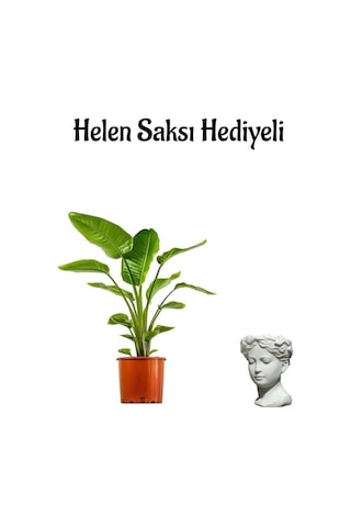 Bakımlı Starliçe Cennet Çiçeği Strelitzia Bitkisi Kadınlar Gününe Özel Helen Saksı Hediyeli