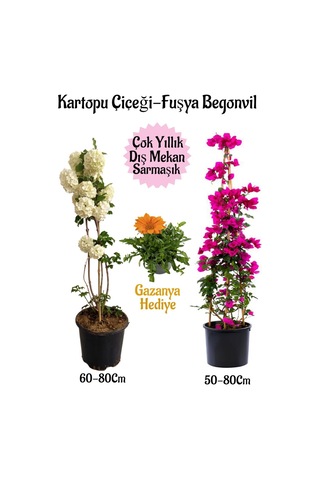 Kartopu Çiçeği 1 Adet +fuşya Begonvil 1 Adet+ Turuncu Gazanya Hediyeli Saksılı Bahçe Seti