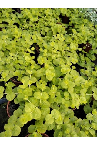 Sarı Çiçekli Altın Kolye Sarı Kız Çiçeği 30-40cm 1 Adet Saksılı Lysimachia Nummulari