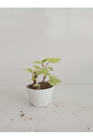 6'lı Bitki Seti Melek Kanadı+aşkın Göz Yaşı+hedera+kırmızı Milli Dikenler Tacı+pilea+kurdele