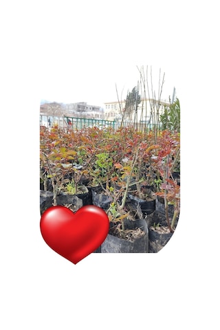Gül Fidanı Bayrak Kırmızı Kokulu Yediveren Sarmaşık 10-20 Cm