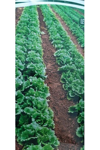 Kolukısa Tarım Simagro Yazlık Marul Tohumu