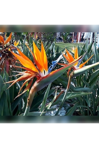 Starliçe Cennet Kuşu Strelitzia 100-120cm