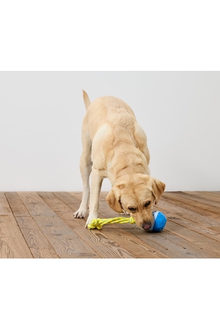 Köpek Fırlatma Ve Su Oyuncağı