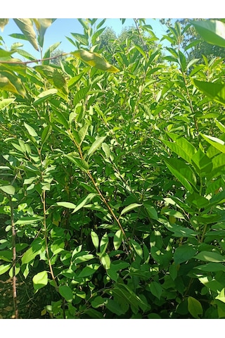 Yeşil Deniz Fidancılık Tüplü Kütahya Vişne Fidanı 100-150 Cm