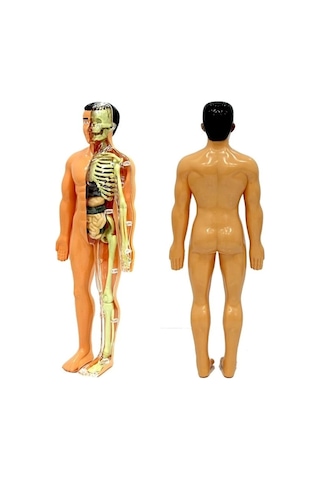 Mey İthalat The Human Body İnsan Vücudu 3d Eğitim Seti 3302