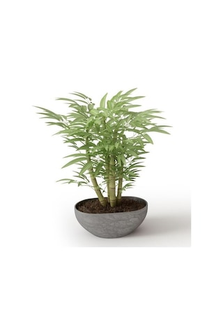 İthal Yeşil Bambu Tohumu Ekim Seti 3 Tohum +Saksı+Toprak+