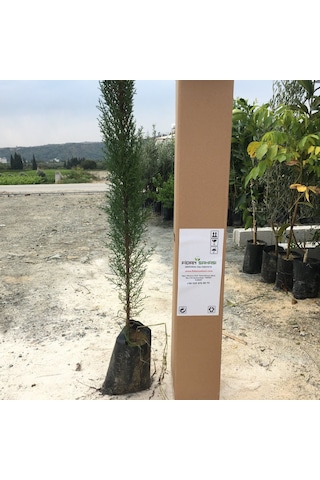 Tüplü Kara Selvi Fidanı 80-110 Cm