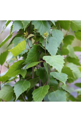 Huş Ağacı Fidanı Betula Pendula - Estetik Peyzaj Ağacı