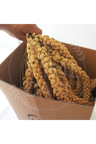 Dal Darı Net Beyaz Dal Darı 1 KG