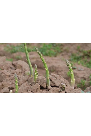 50 Adet Kuskonmaz Tohumu