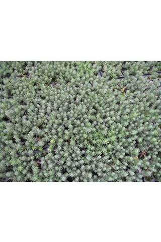 Sedum Reflexum 45 Adet - Teraryum İçin Sukulent Bitki