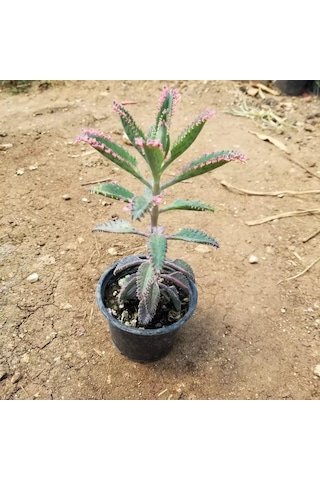 Pembe Aşkıngözyaşı Çiçeği. Yetişkin Boy