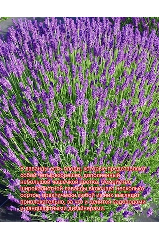 Lavanta Fidanı Geniş Yapraklı
