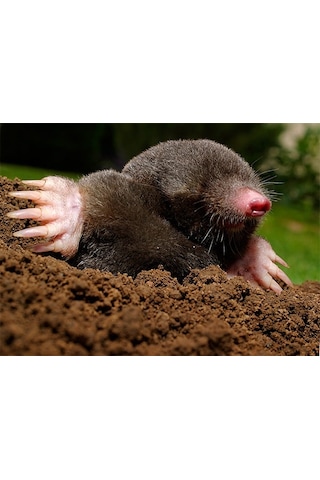 Kösnü Köstebek Ocağı Toprağı