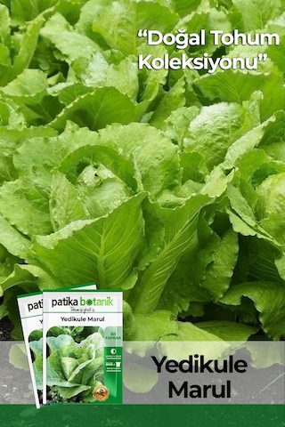 Patika Botanik 2000 Adet Yedikule Marul Tohumu
