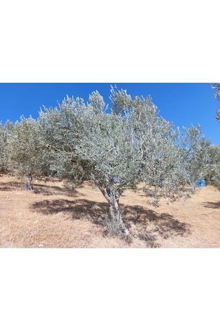 Beta İthal Rafine Kaolin
