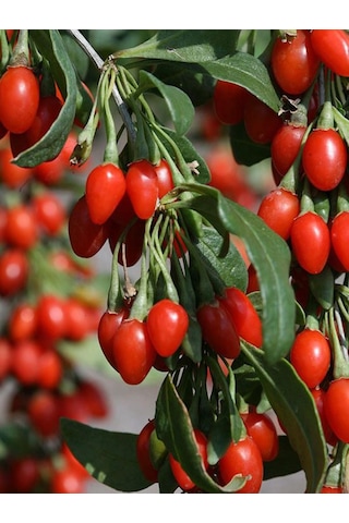 Saksılı 3 Adet Goji Berry Fidanı 1-2 Yaşında - Ve Lezz