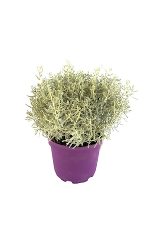 Kekik Lavantin Set Aromatik Yoğun Kokulu