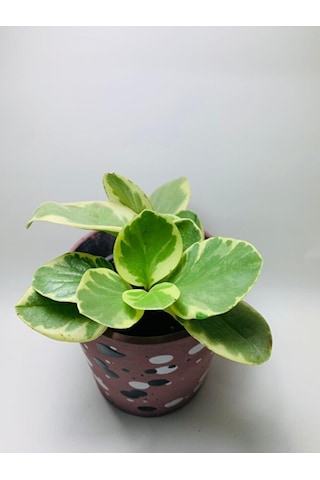 Peperomia Obtusifolia Alacalı Peperomia Ithal Özel Tür