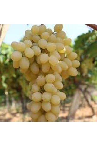 Bahçevilya Hatun Parmağı Üzümü Sarı Renkli Tüplü 1-2 Yaş Arası