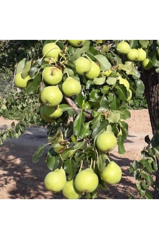 Tüplü, Aşılı, Erkenci Karahüseyin Armut Fidanı