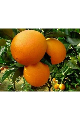 Bodur Aşılı Yediveren Limon-Portakal-Kamkat-Mandalina Fidanı