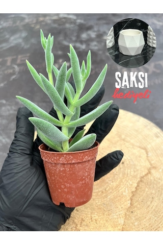 Crassula Mesembryanthemoides Succulent Tüylü Çiçek Açan Sukulent Saksı Hediyeli