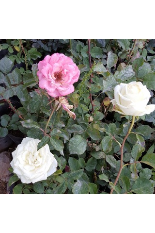 Aşılı Kokulu Gül fidanı, Torbada