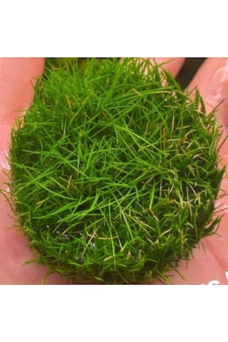 Mini Parvula In Vitro Cup Canlı Bitki