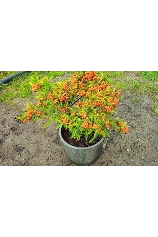 4 ADET Saksıda Ateş Dikeni (pyracantha) Fidanı (50-70 Cm)