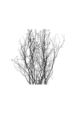 Euro Flora Kuru Bitki Siyah Gürgen Dalı 60 - 80 Cm