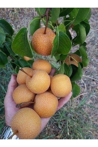 Japon Naşhi Armut Fidanı 3 Yaş Tüplü ve Aşılı