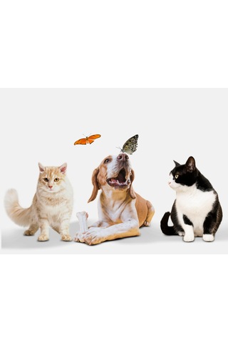 Kedi Ve Köpek Evcil Hayvan İçin Parfümlü Dışkı Kusmuk Leke Sökücü Sprey