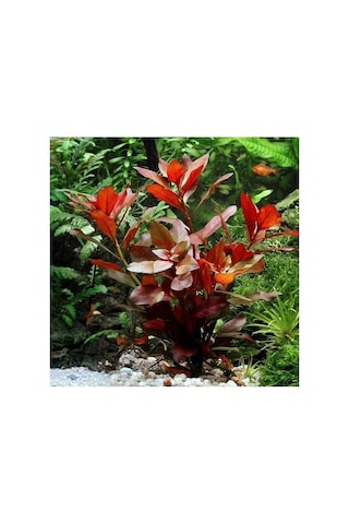 Ludwigia Repens Gül 5 Dal Canlı Akvaryum Bitkisi - Canlı Bitki