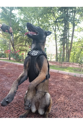 Tactical Göğüs Tasması Taktik Tasma Siyah