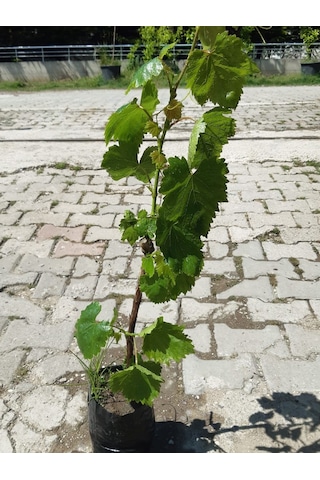 Yalova İncisi Üzüm Fidanı