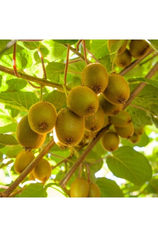 Hayward Kivi Fidanı (Dişi)